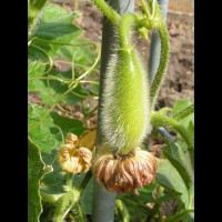 Benincasa hispida (fam Cucurbitacees) (Est de l'Asie) (4)